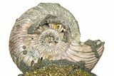 Iridescent Pyritized Ammonite (Quenstedticeras) Fossil Display #368833-1